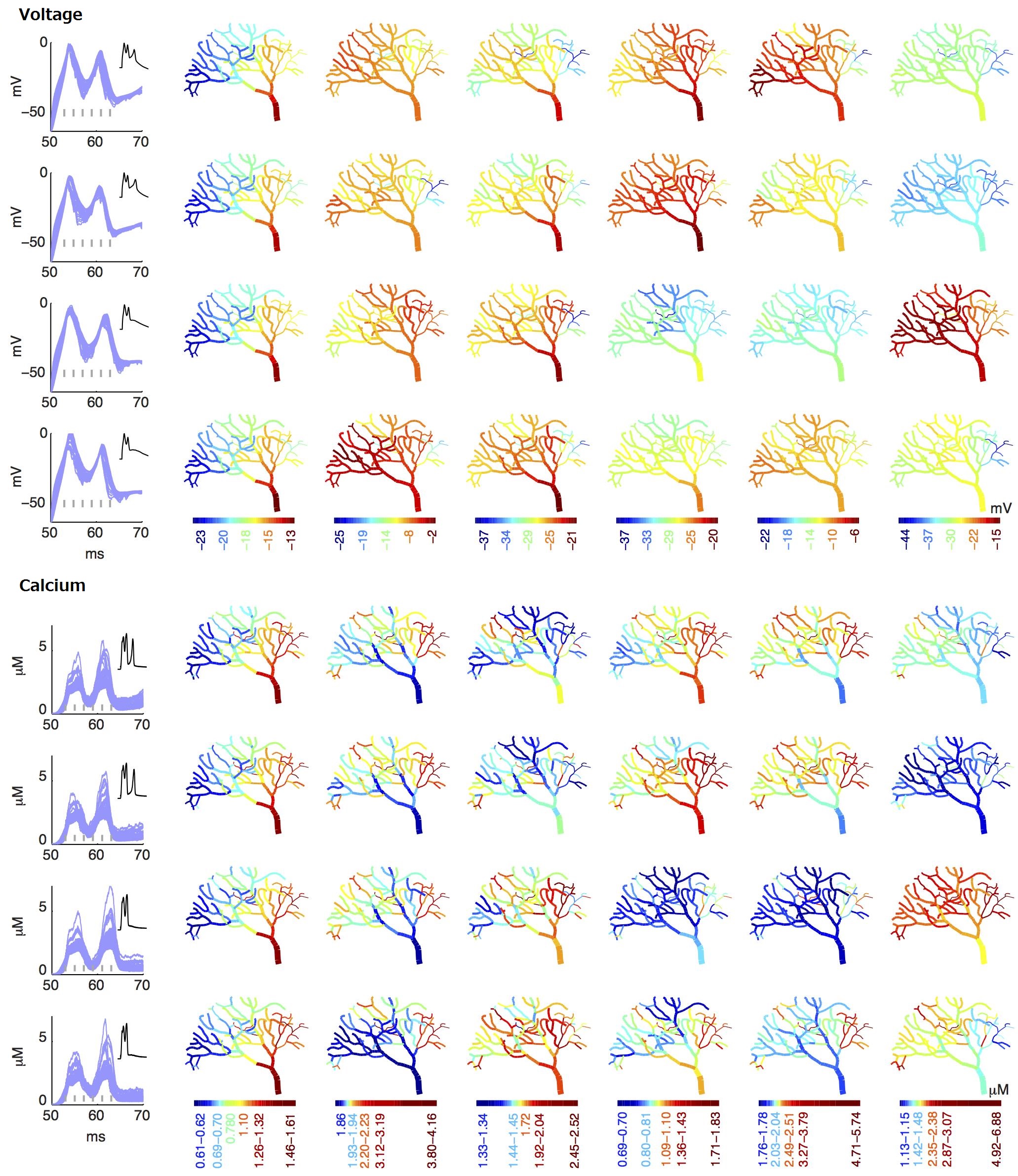 Differential Patterns of Voltage and Calcium Okinawa Institute of